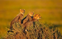 Танзания – страна дикой природы