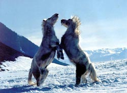 якутская лошадь