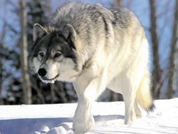 Фауна Сибири. Евразийский волк